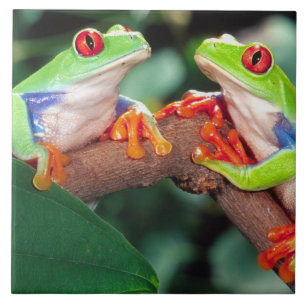 Red Eye Treefrog Pair, Agalychinis callidryas Tegeltje