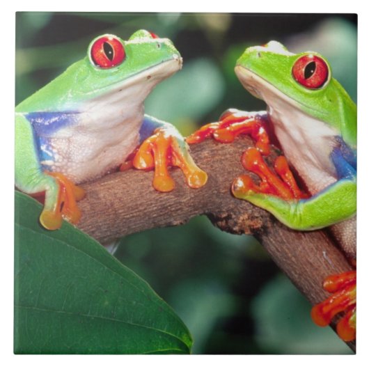 Red Eye Treefrog Pair, Agalychinis callidryas Tegeltje (Voorkant)