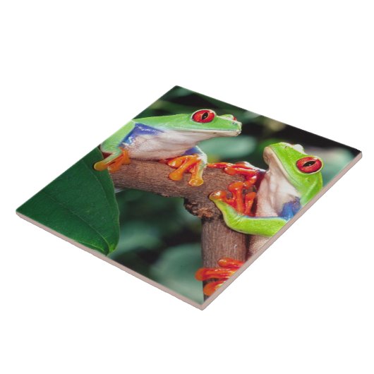 Red Eye Treefrog Pair, Agalychinis callidryas Tegeltje (Zijkant)