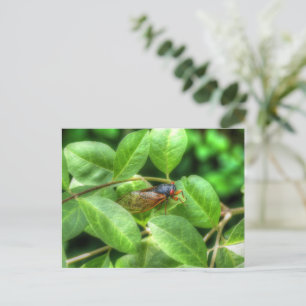 Red Eyed Cicada gevouwen Wenskaart Briefkaart
