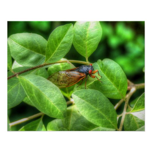 Red Eyed Cicada Perfect Poster (Voorkant)
