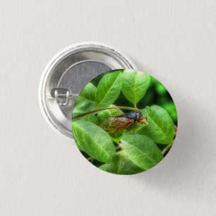 Red Eyed Cicada Ronde Button 3,2 Cm