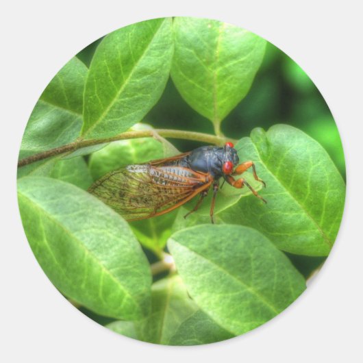 Red Eyed Cicada Ronde Sticker (Voorkant)