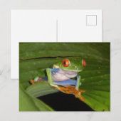 Red Eyed Gaudí Frog DIY Briefkaart (Voorkant / Achterkant)