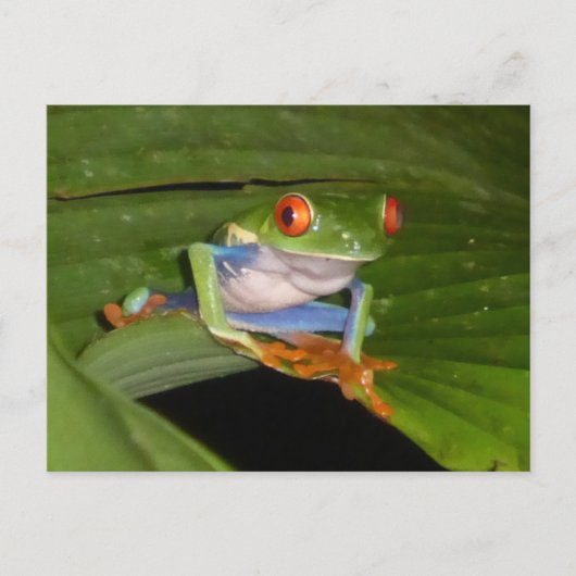 Red Eyed Gaudí Frog DIY Briefkaart (Voorkant)