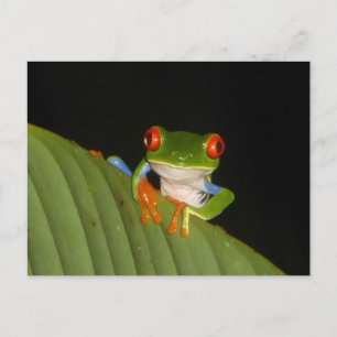 Red Eyed Gaudí Night Frog DIY Briefkaart