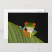 Red Eyed Gaudí Night Frog DIY Briefkaart (Voorkant / Achterkant)
