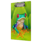 Red-eyed tree frog, Costa Rica Klembord (Links)