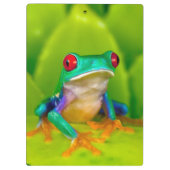 Red-eyed tree frog, Costa Rica Klembord (Achterkant)