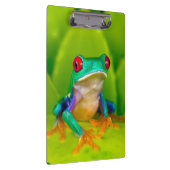 Red-eyed tree frog, Costa Rica Klembord (Rechts)