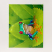 Red-eyed tree frog, Costa Rica Legpuzzel (Verticaal)