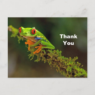 Red Eyed Tree Frog Foto Bedankt Briefkaart