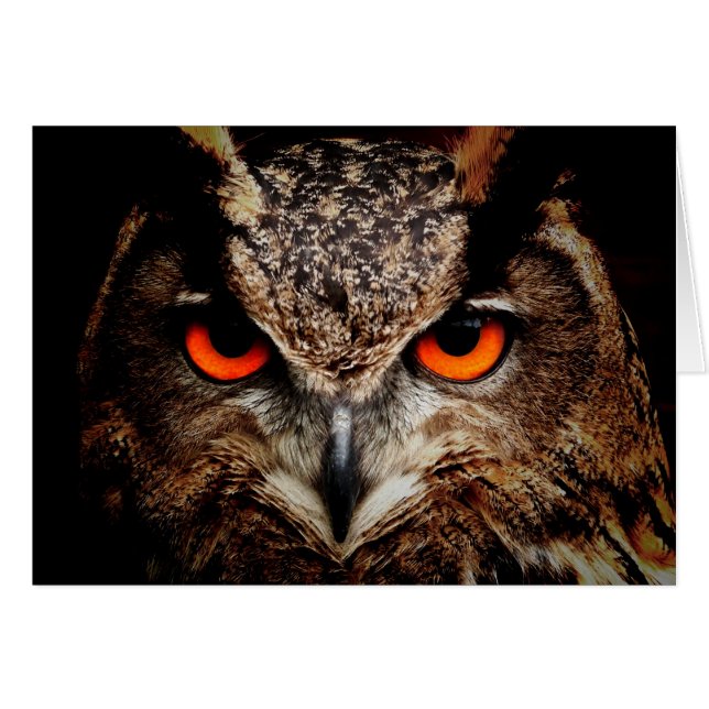 Red Eyes Eagle Owl (Voorkant Horizontaal)