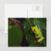 Red Eyes Frog On Stem Briefkaart (Voorkant / Achterkant)