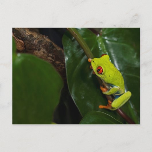 Red Eyes Frog On Stem Briefkaart (Voorkant)