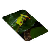 Red Eyes Frog On Stem Magneet (Rechterzijde)