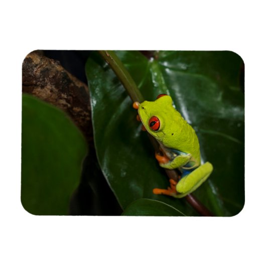 Red Eyes Frog On Stem Magneet (Horizontaal)
