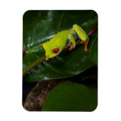 Red Eyes Frog On Stem Magneet (Verticaal)