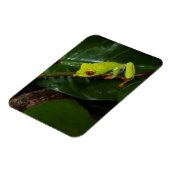 Red Eyes Frog On Stem Magneet (Linkerzijde)