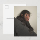 Red-faced Spider Monkey Ateles paniscus Briefkaart (Voorkant / Achterkant)
