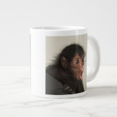 Red-faced Spider Monkey Ateles paniscus Grote Koffiekop (Voorkant rechts)