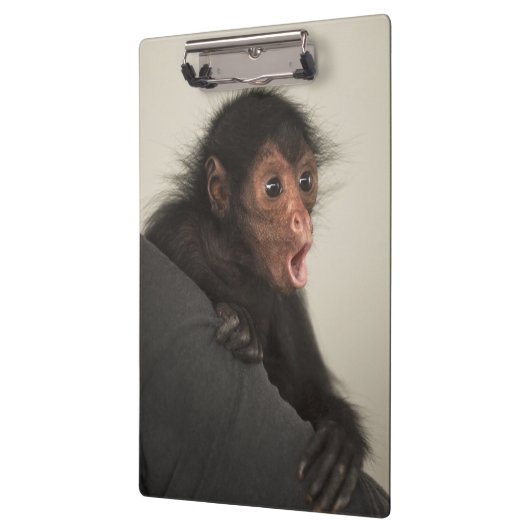 Red-faced Spider Monkey Ateles paniscus Klembord (Links)