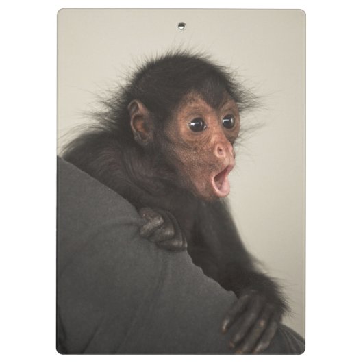 Red-faced Spider Monkey Ateles paniscus Klembord (Achterkant)