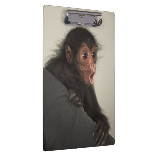 Red-faced Spider Monkey Ateles paniscus Klembord (Rechts)