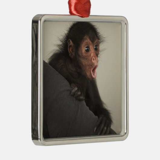 Red-faced Spider Monkey Ateles paniscus Metalen Ornament (Rechts)