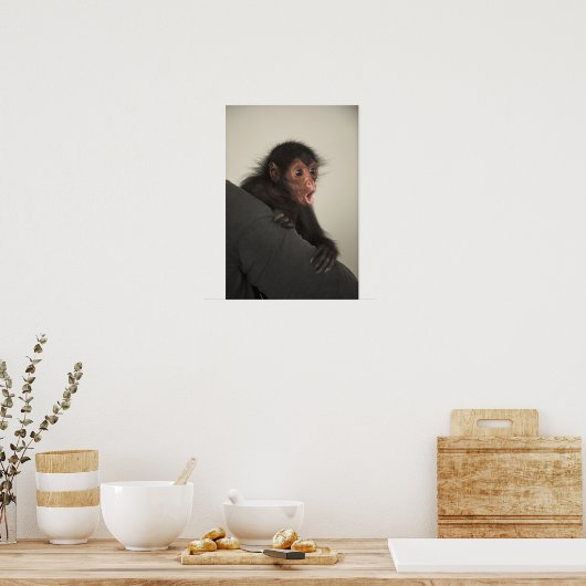 Red-faced Spider Monkey Ateles paniscus Poster (Keuken)
