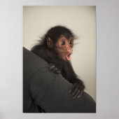 Red-faced Spider Monkey Ateles paniscus Poster (Voorkant)