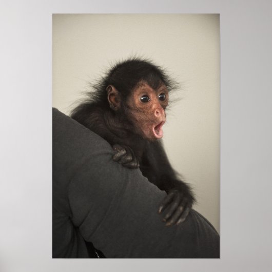 Red-faced Spider Monkey Ateles paniscus Poster (Voorkant)