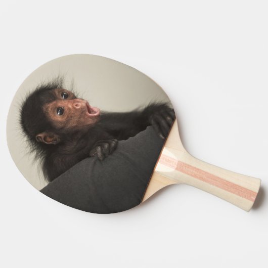Red-faced Spider Monkey Ateles paniscus Tafeltennisbatje (Zijkant)