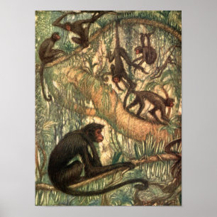 Red Faced Spider Monkeys door Louis Sargent Poster