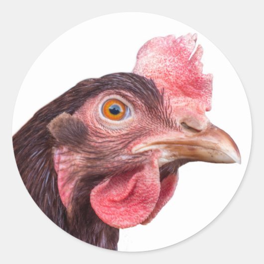 Red Feathered Chicken Egg Layer Hen Ronde Sticker (Voorkant)