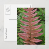 Red Fern Briefkaart (Voorkant / Achterkant)
