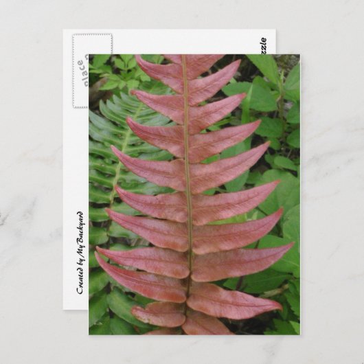 Red Fern Briefkaart (Voorkant / Achterkant)