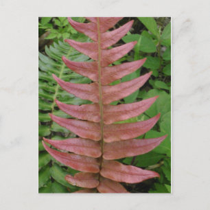 Red Fern Briefkaart