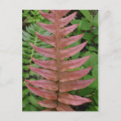 Red Fern Briefkaart (Voorkant)