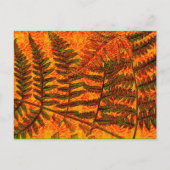 Red Fern briefkaart (Voorkant)