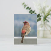 Red Finch Checking out the View. Briefkaart (Staand voorkant)