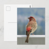 Red Finch Checking out the View. Briefkaart (Voorkant / Achterkant)