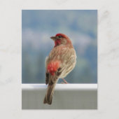 Red Finch Checking out the View. Briefkaart (Voorkant)