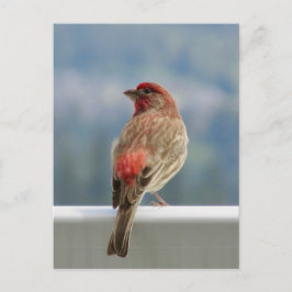 Red Finch Checking out the View. Briefkaart