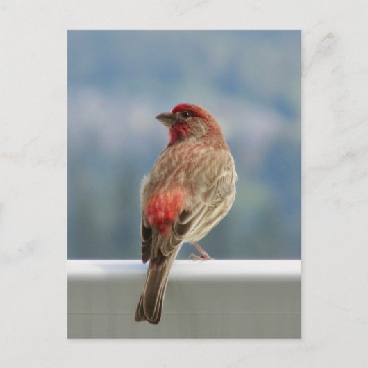 Red Finch Checking out the View. Briefkaart (Voorkant)