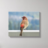 Red Finch Checking out the View. Canvas Afdruk (Voorkant)