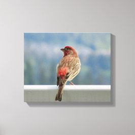 Red Finch Checking out the View. Canvas Afdruk