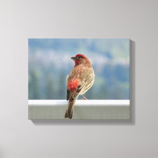 Red Finch Checking out the View. Canvas Afdruk (Voorkant)
