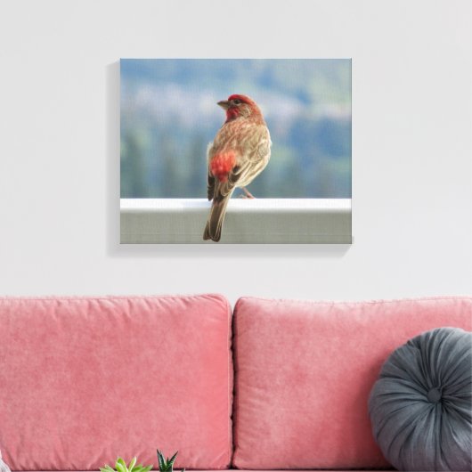Red Finch Checking out the View. Canvas Afdruk (Insitu (Woonkamer))