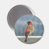 Red Finch Checking out the View. Magneet (Voorkant / Achterkant)